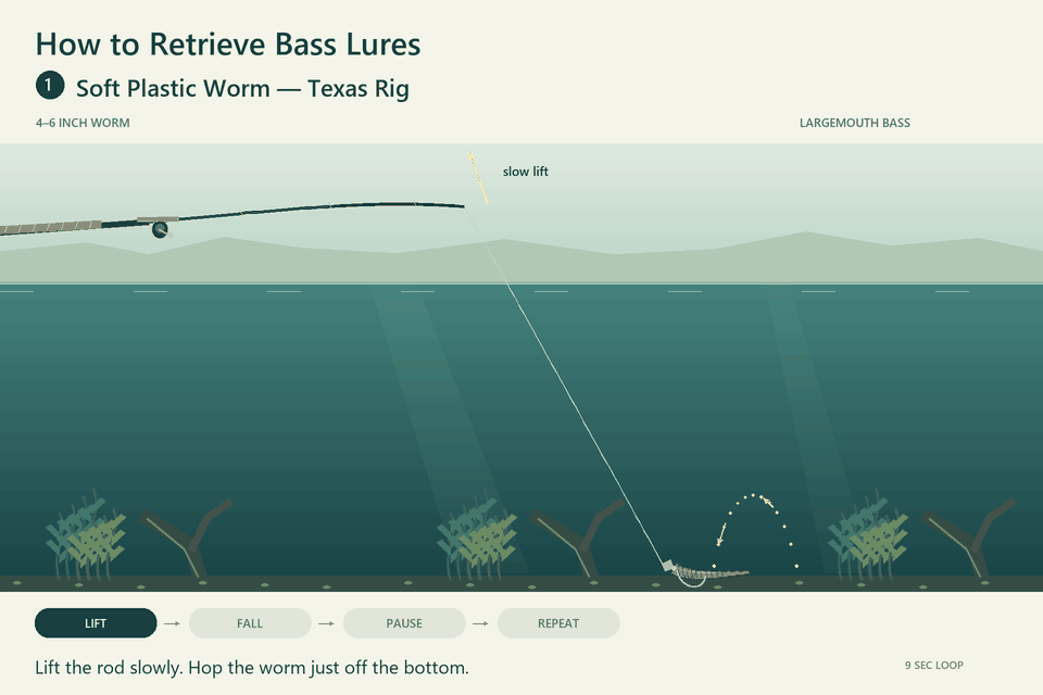 Animated Texas-rig worm retrieve with a slow lift, fall, pause and repeat.